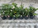 Afbeelding van Vruchtgroente mix (23cm) per volle  laag